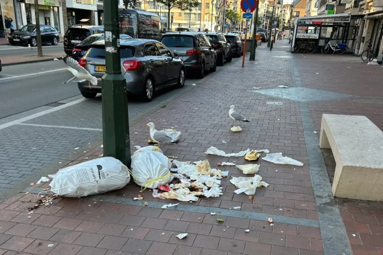 Knokke-Heist verscherpt aanpak meeuwenoverlast dit broedseizoen.