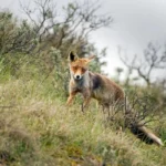 Vos in de duinen.