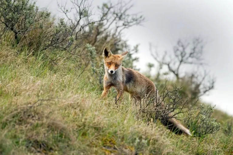 Vos in de duinen.